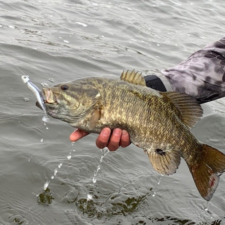 Take A Look At Our Top Kalin's Baits For Bass