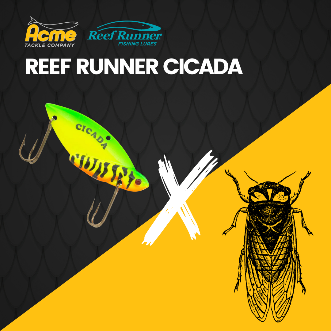 Double Brood Cicada Emergence - Acme Tackle Reef Runner Cicada