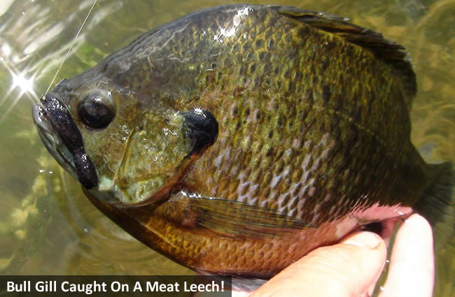 Early Season Panfish