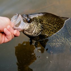 Panfish