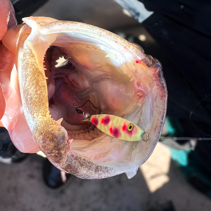 moonshine shiver rig lure inside a walleye's mouth with a blurred background