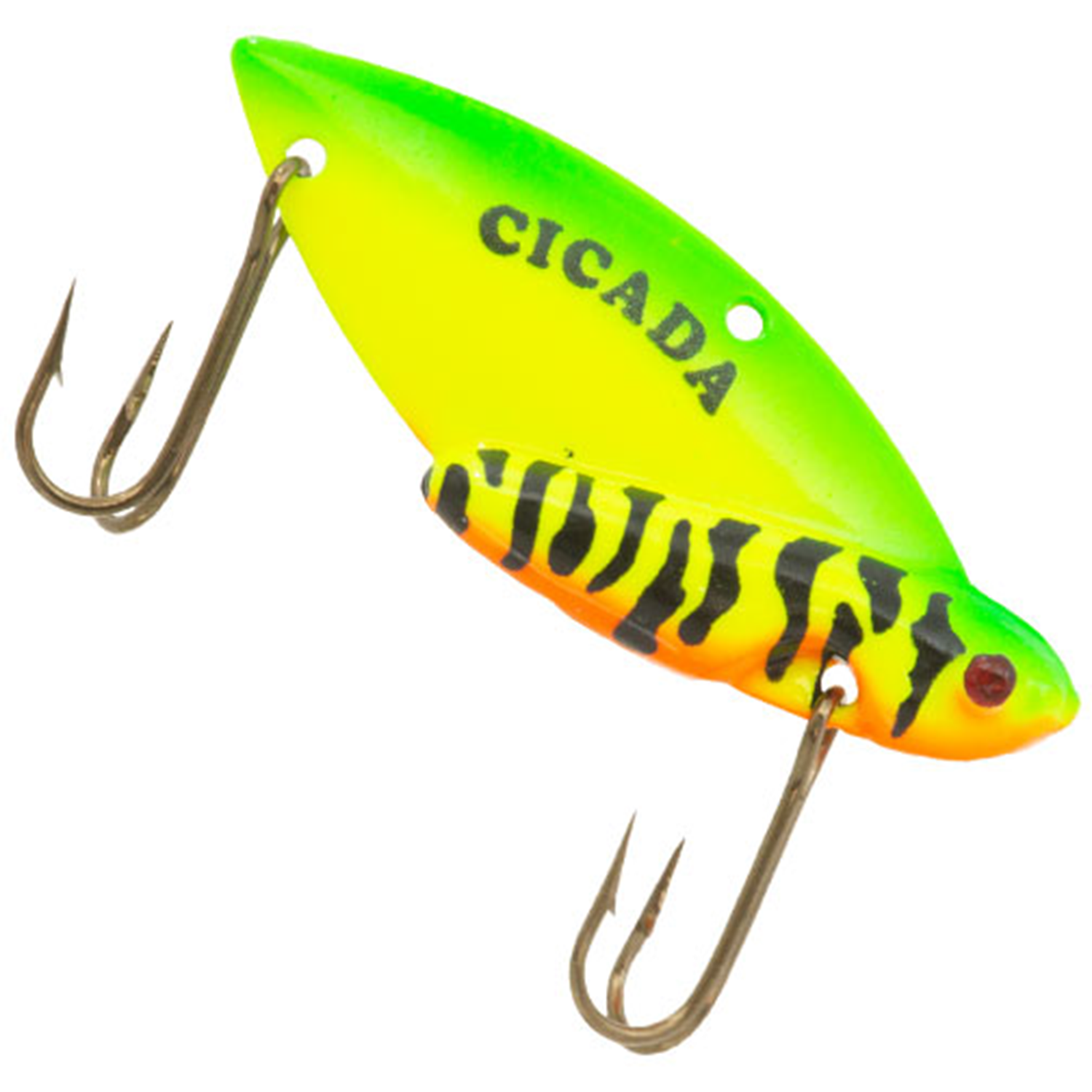 Reef Runner Cicada